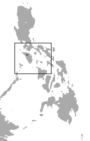 Mindoro shrew